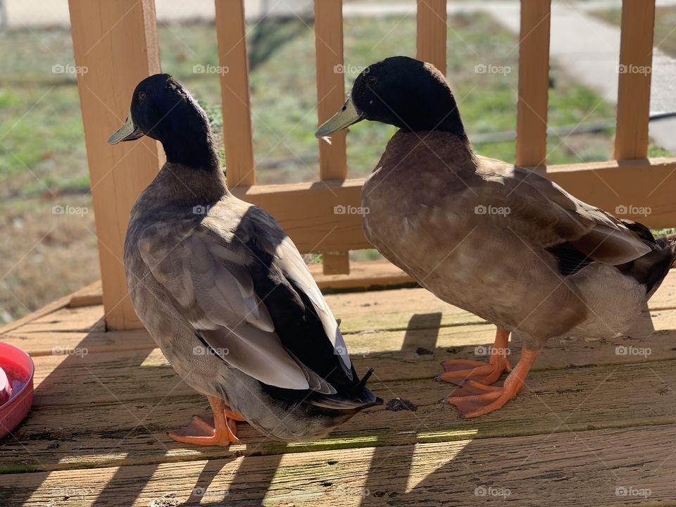 Ducks 