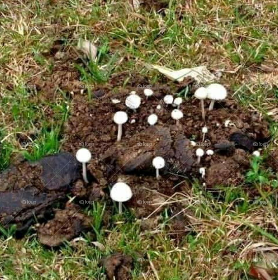 cow dung mushroom