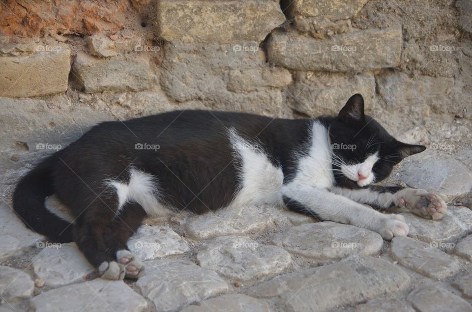 Domestic cat lying down on the street