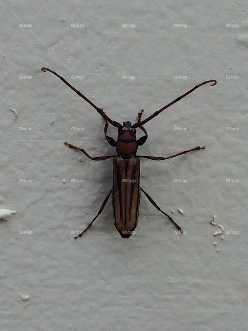 Beetle. Weird beetle bug