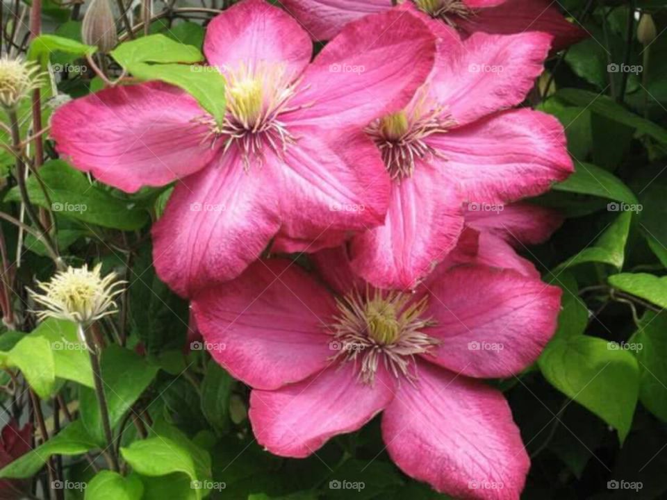Pink Clematis Flowers