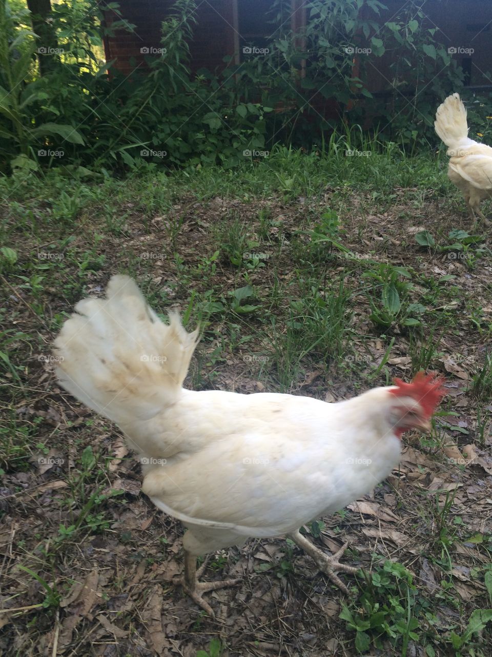 Free Range White Chicken