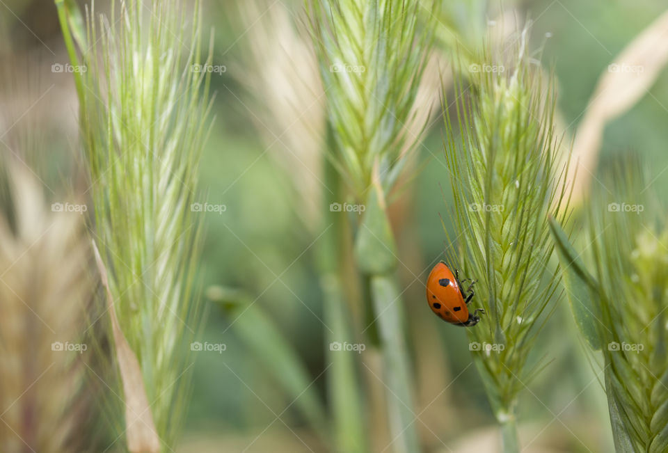 ladybug and ear . colors of summer concept. Ladybug On Green Wheat Ear. With shallow depth of field on sunny day in summer