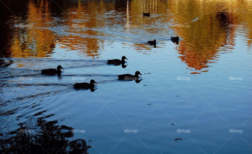 nature hunting birds water by Petalskull