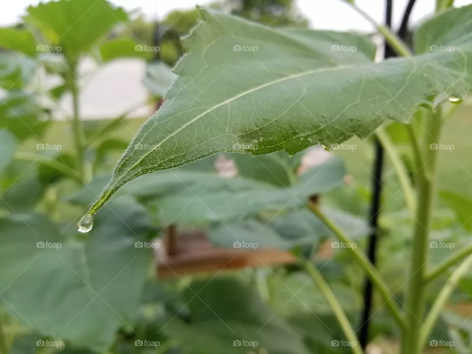 one drop