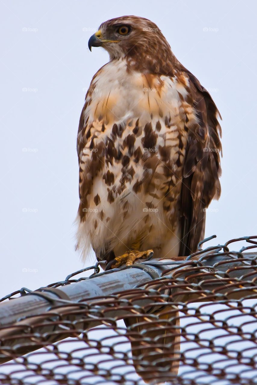 Redhawk on a Fence