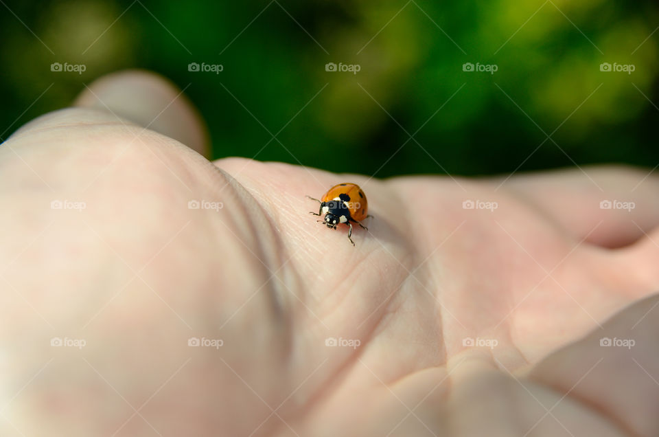 Ladybird enjoying some soft skin. 