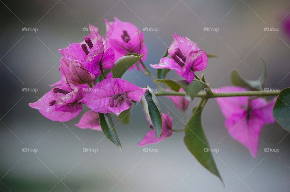Close-up of pink flower in nature during day 