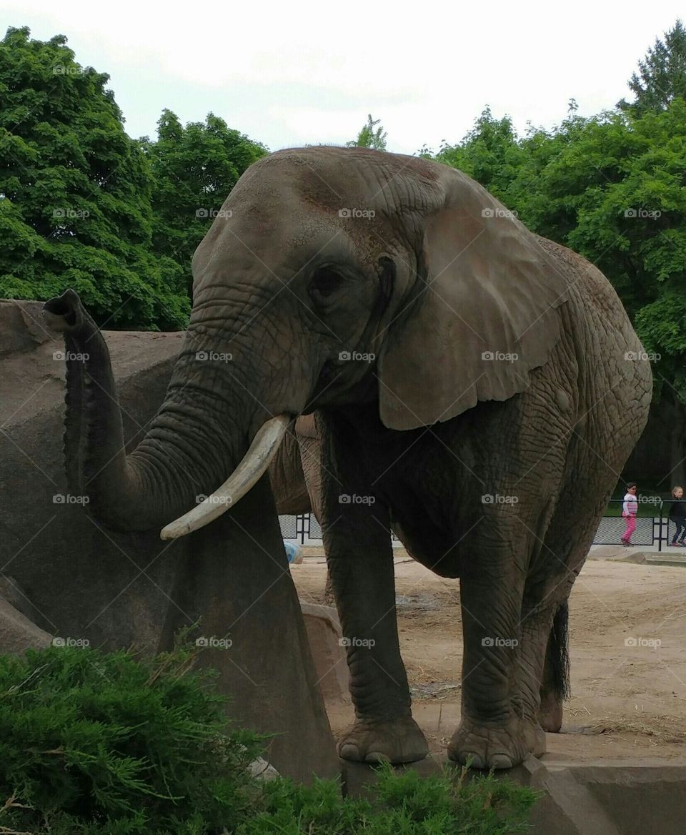 Brittanys trunk in the air