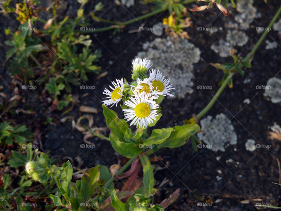 Close-up of tiny flowers growing on asphalt in Berlin, Germany.