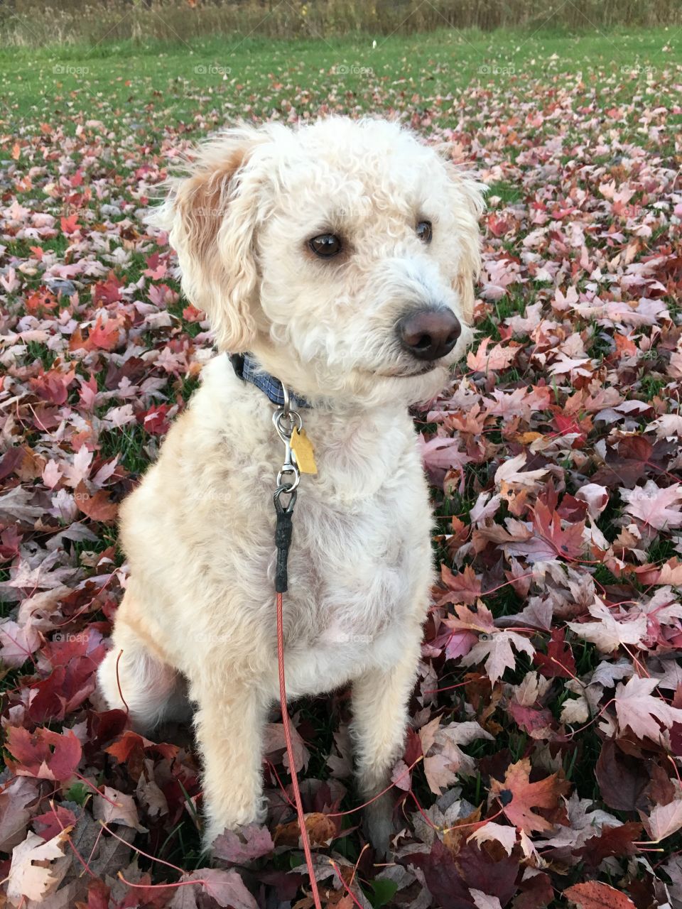 Labradoodle sitting on a blanket of autumn leaves.