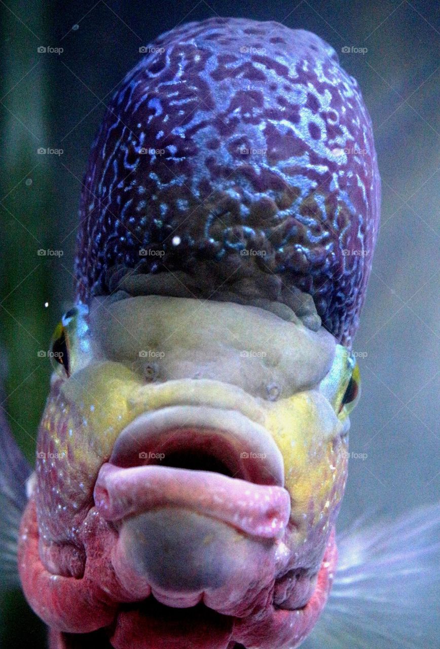 Louhan fish, what's interesting about this fish is its beautiful body color and forehead that sticks out big round, some people believe that this louhan fish can bring good luck.