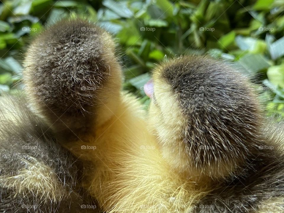 Little ducklings are sitting together 