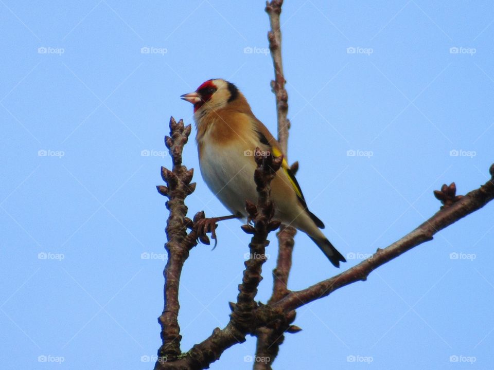 Goldfinch balancing on a branch of a cherry tree