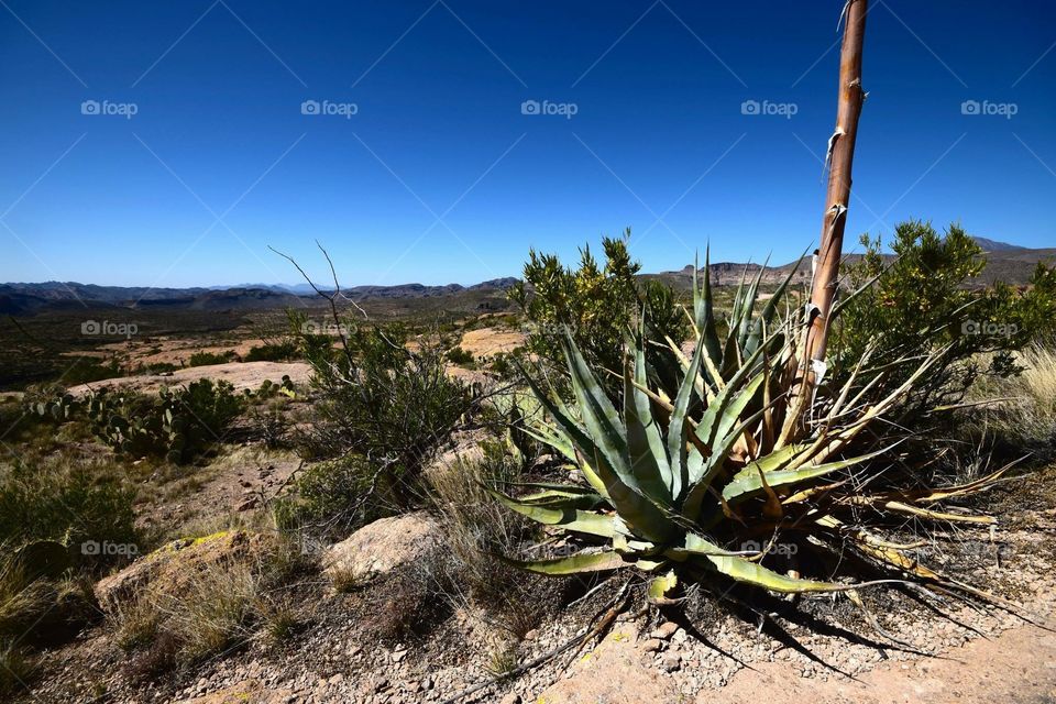 Desert vegetation 