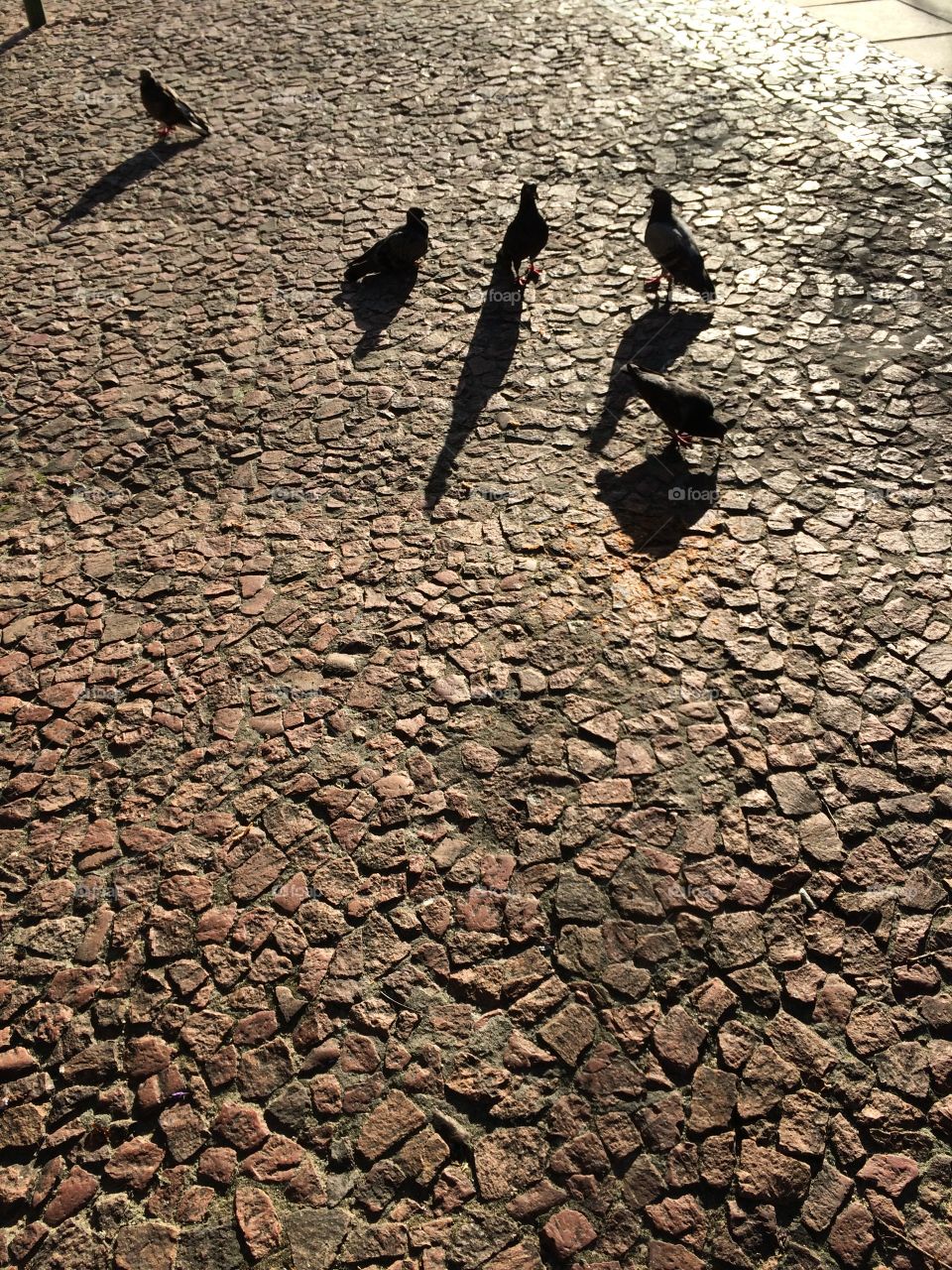 Birds, pigeons, shadow, ground 