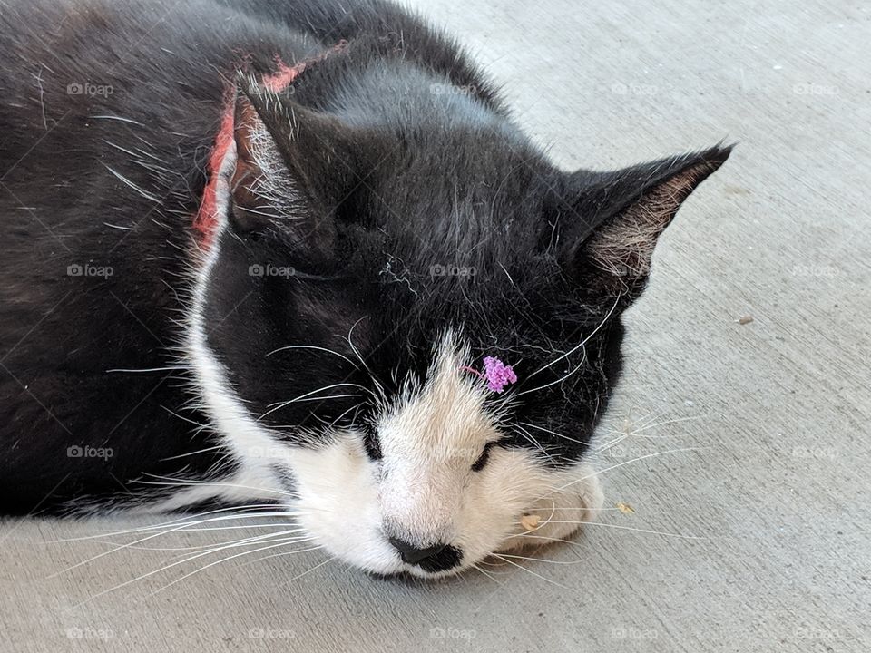 Napping Cat, close up of face