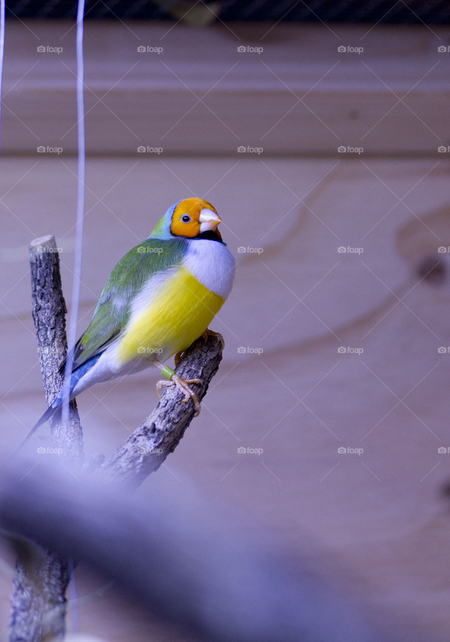 Gouldians Finch 