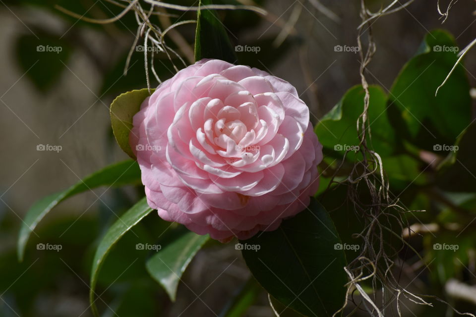 Maclay Garden Goodness 