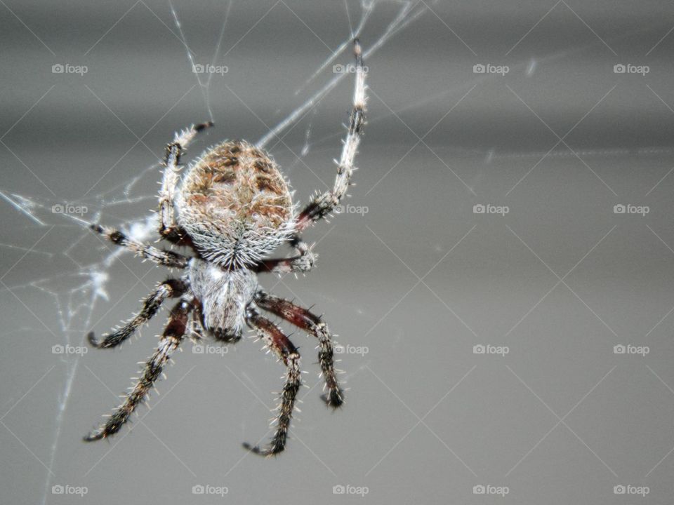 Spider