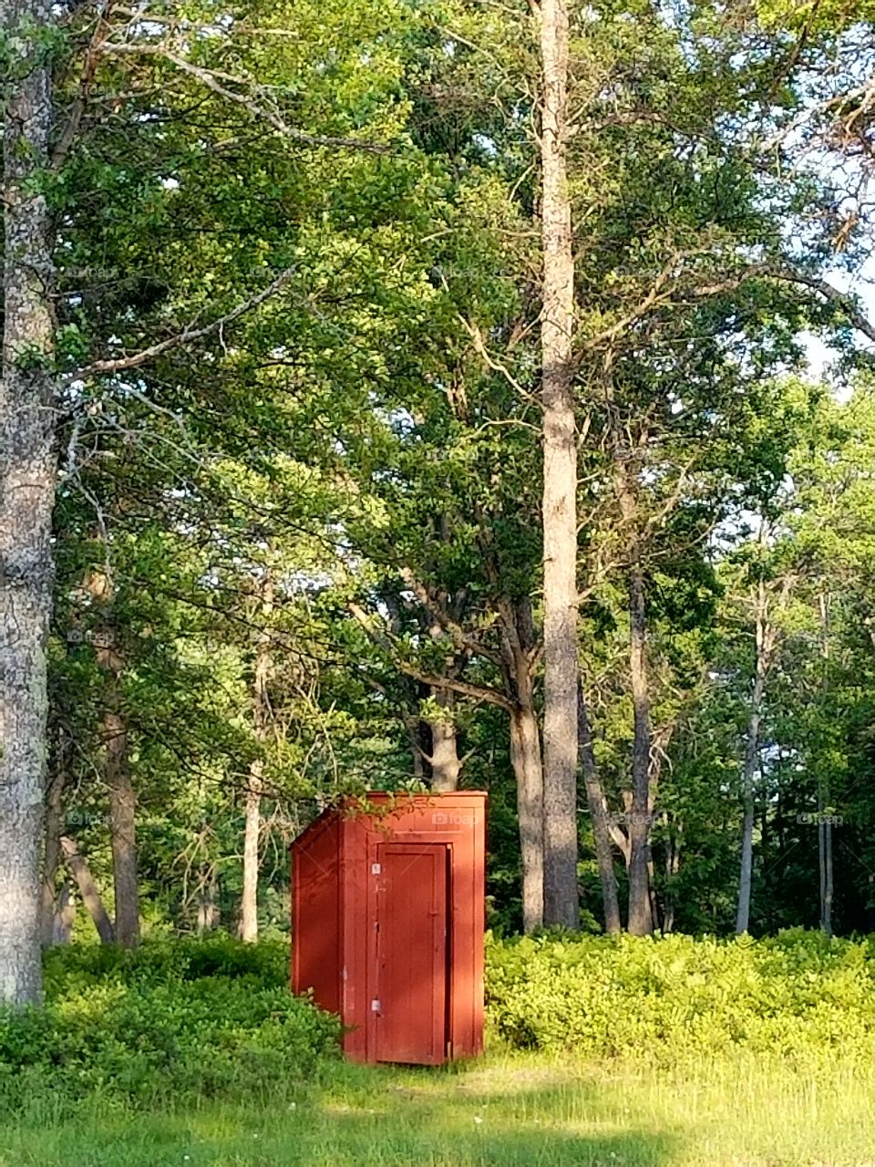 Red outhouse in the forest
