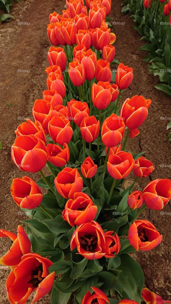 Blooms of lovely Tulips..