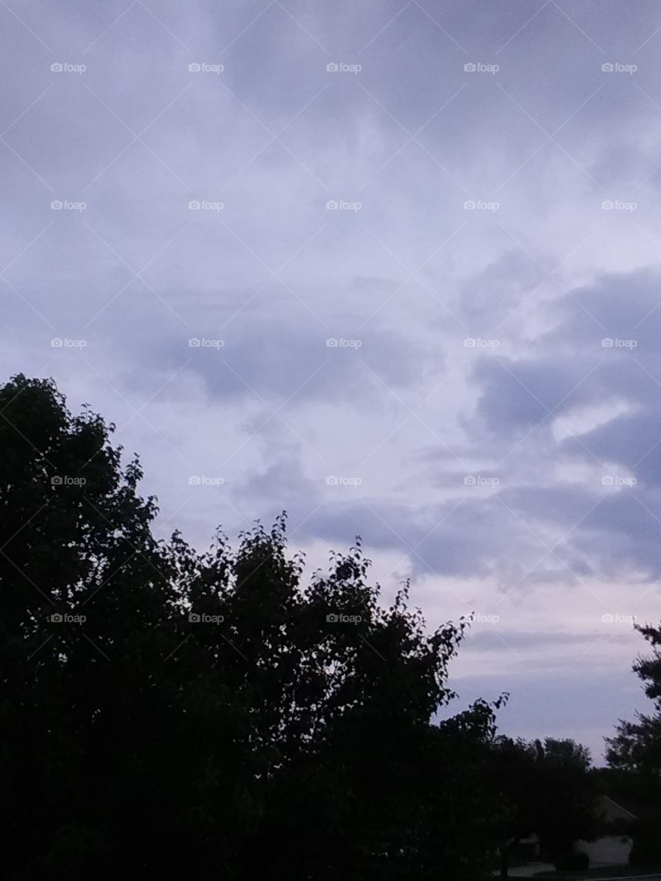 tree tops sweeping the sky on a cloudy evening.