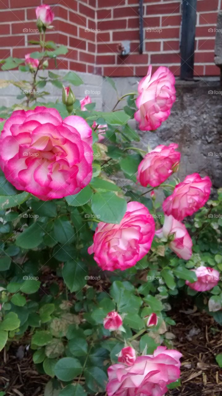 Pink Roses