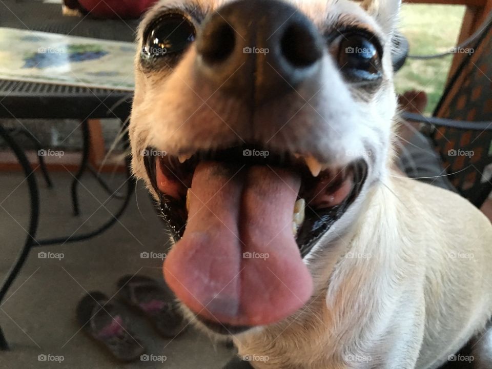 Happy chihuahua