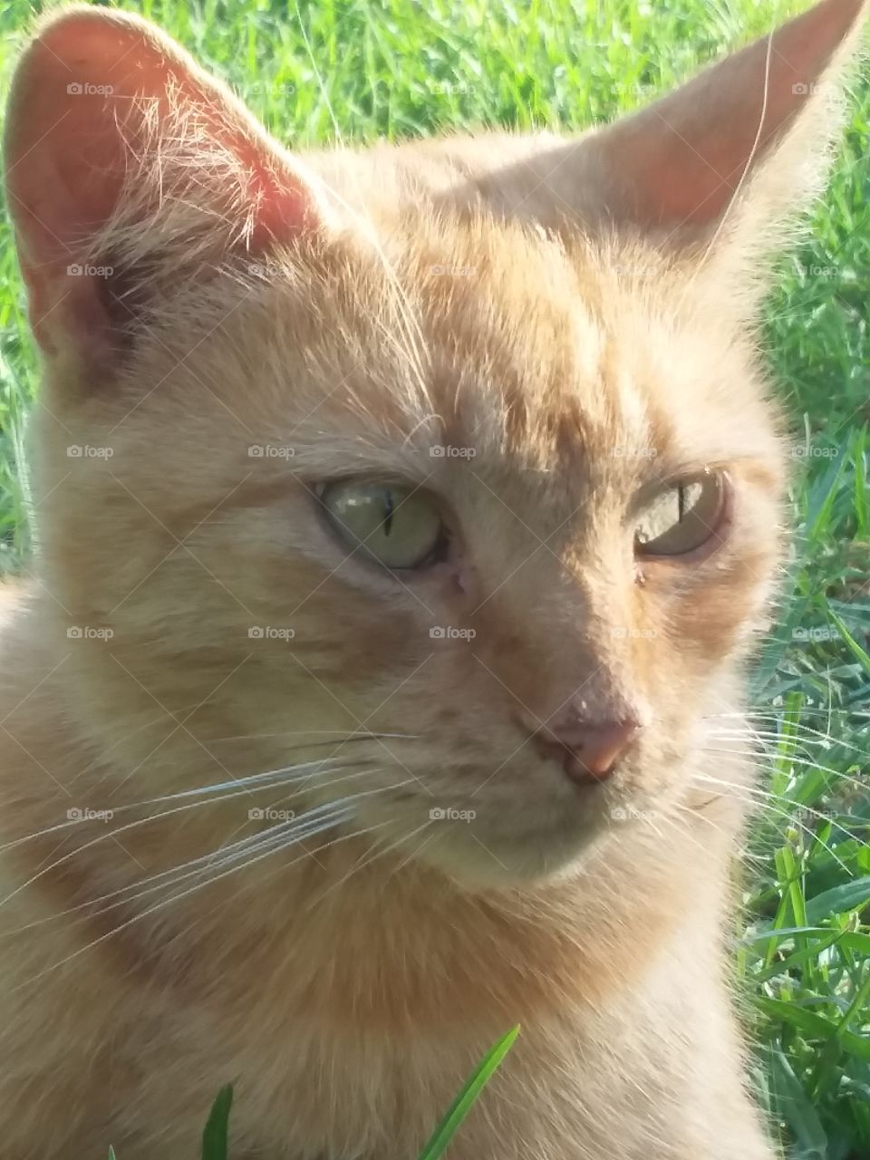 That look from mumma cat when she already told you twice