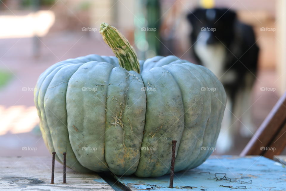 Queensland blue pumpkin squash still life, blurred sheepdog in background 