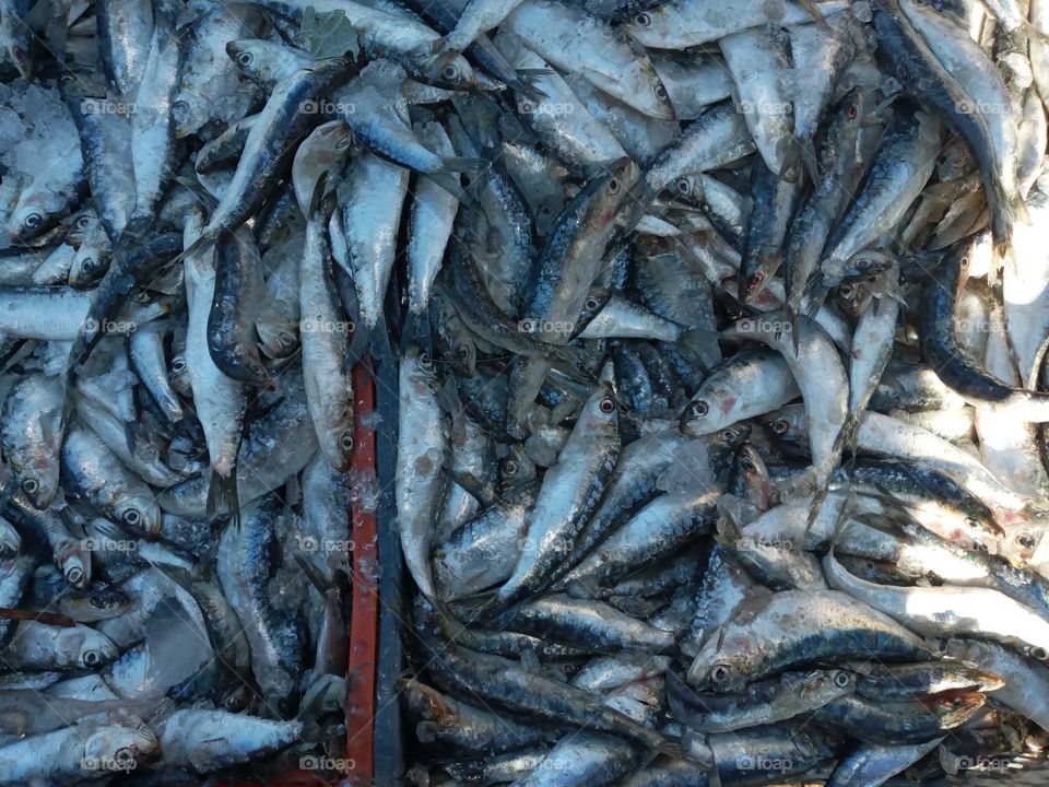 fiches Sardine of morocco