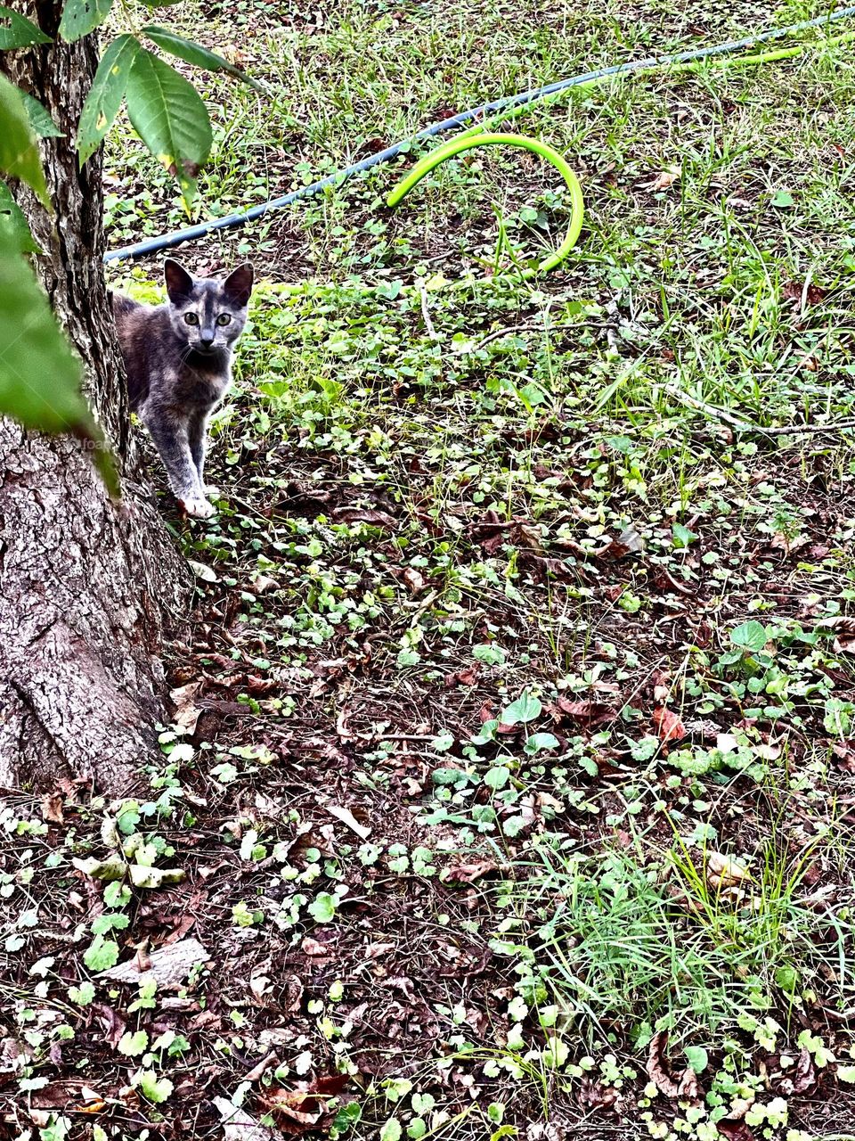 This beautiful baby calico is wondering what she is going to discover next.
