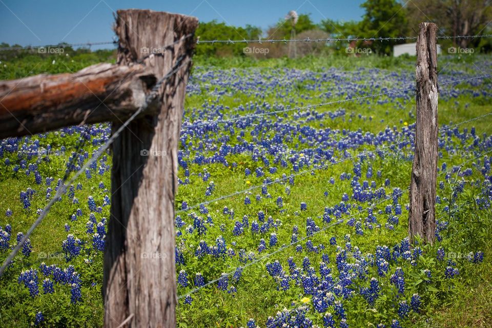 Texas Bluebonnets