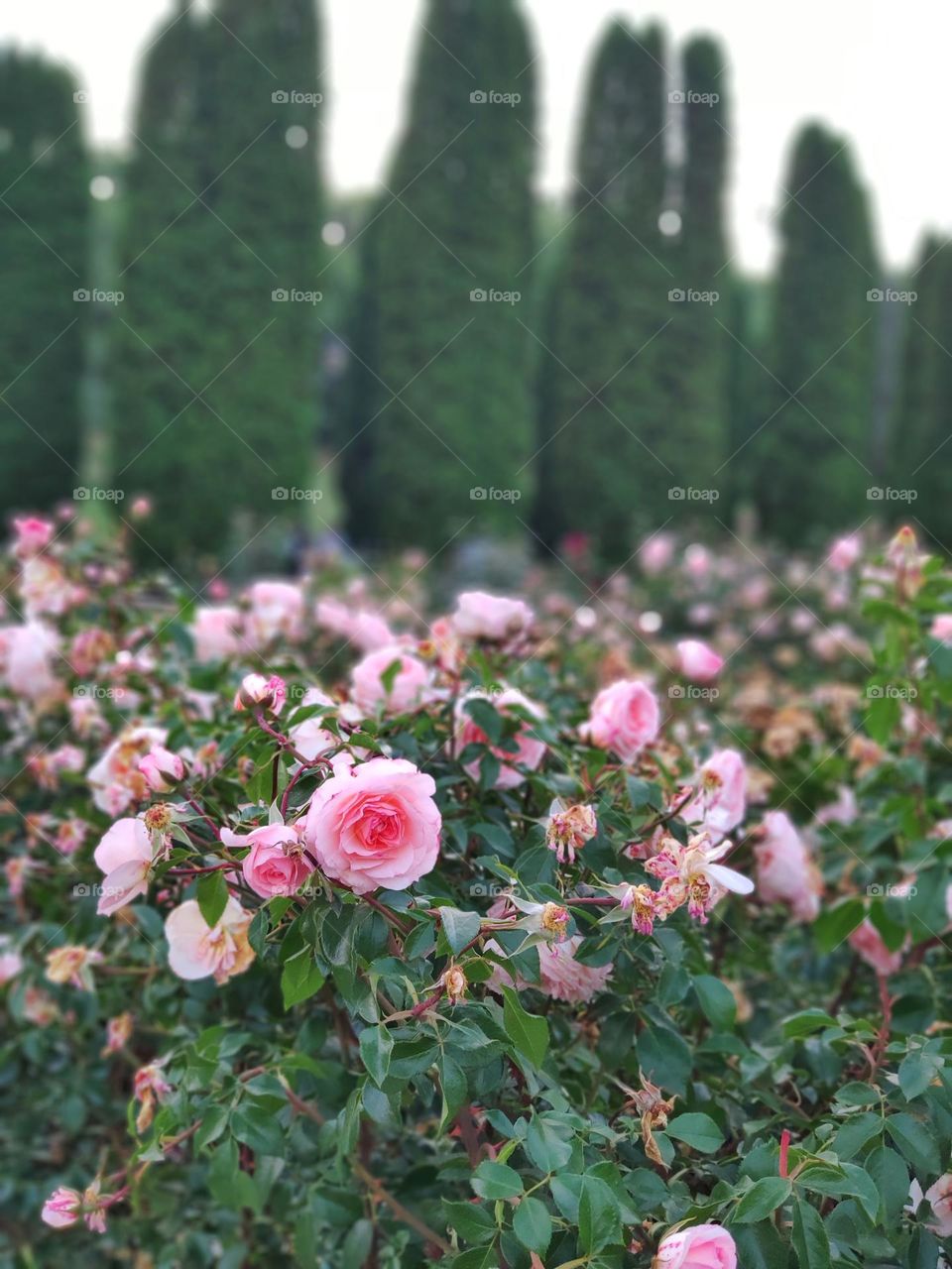 Garden of pink flowers