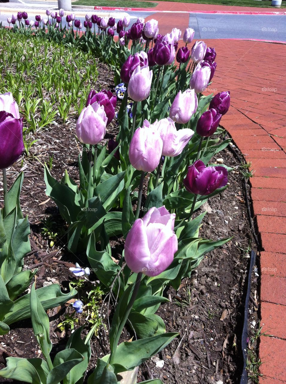 Purple Tulips. Pretty purple tulips at the US Naval Academy