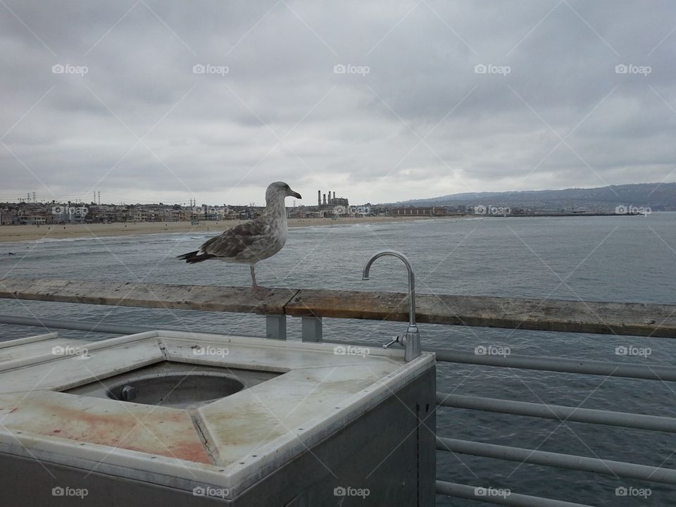 lonely sea gull