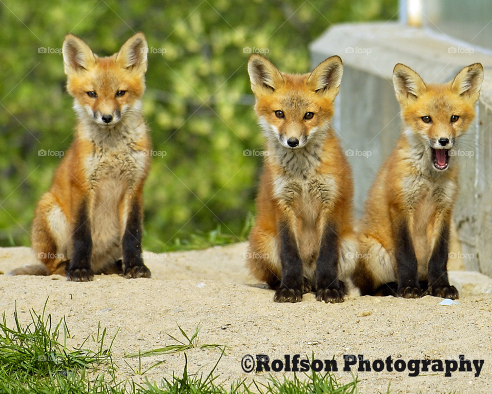 fox cute puppies red fox by brolfson