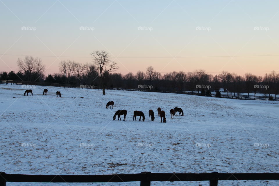Horses snow