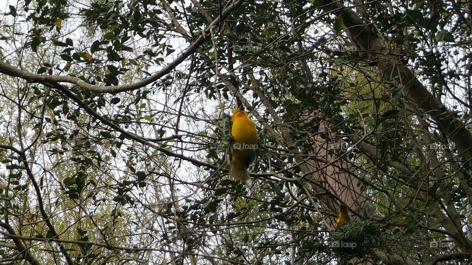 A pretty yellow bird has perched himself high in the trees at Animal Kingdom at the Walt Disney World Resort in Orlando, Florida.