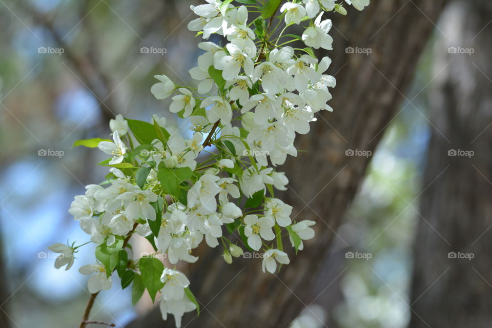 Crabapple branch spring flowers