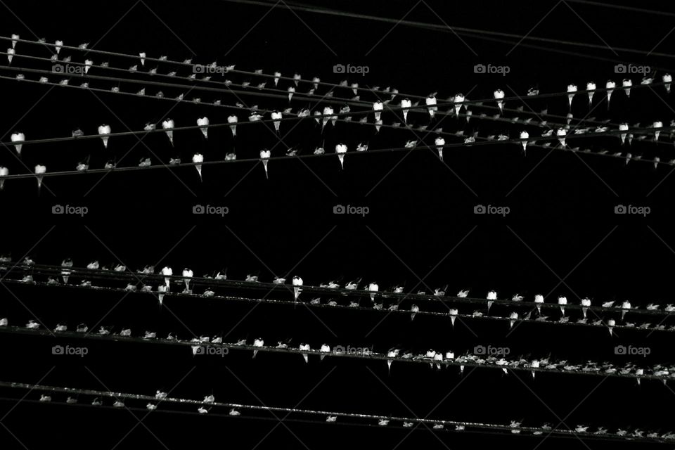 A flock of birds perched on the cables at night.