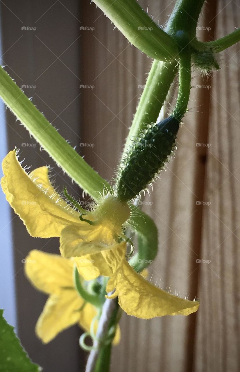 Cucumber growing 