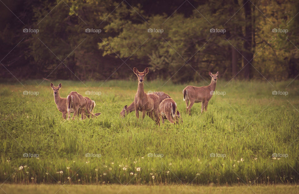 roaming deer