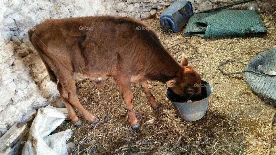 A brown calf drinking water.