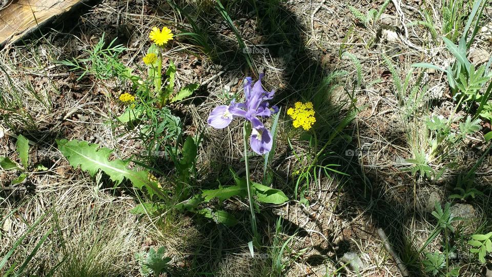 wild Iris