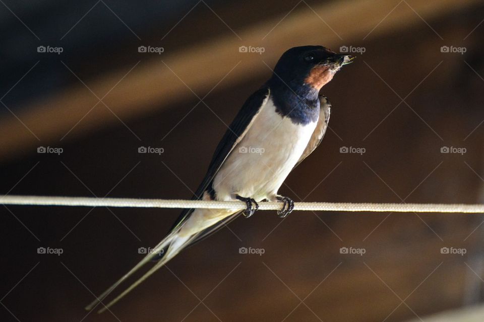 Swallow with food