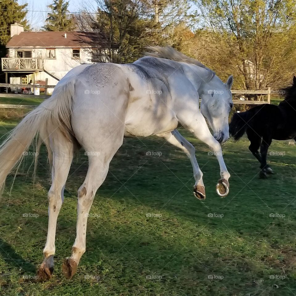 Mammal, Cavalry, Horse, Mare, Farm