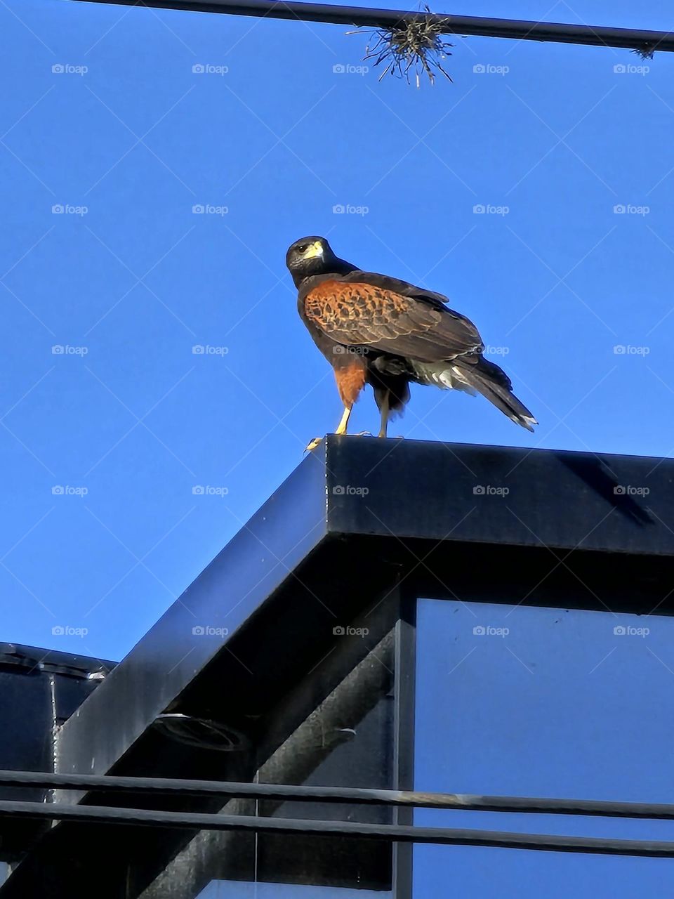 Harris hawk on building / Gavilán mixto sobre edificio