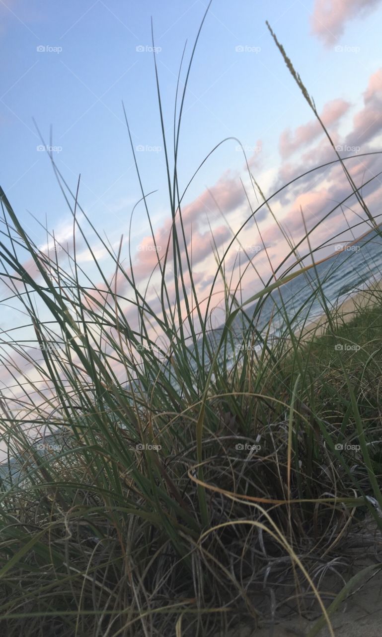 Ocean grass blocking pink sunset over the sea 